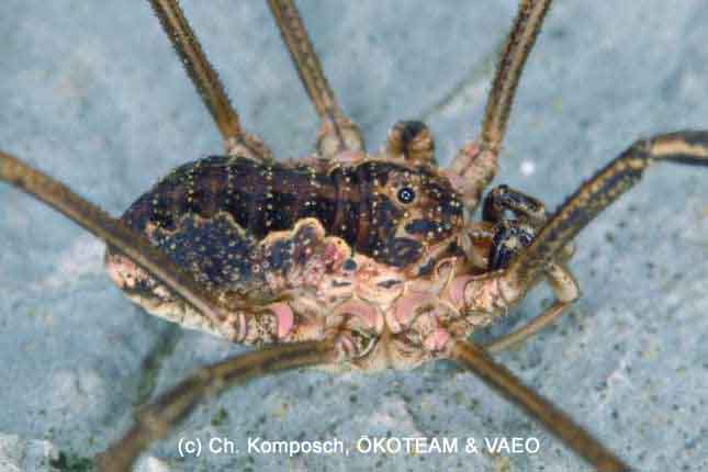 Opiliones da Europa centrale